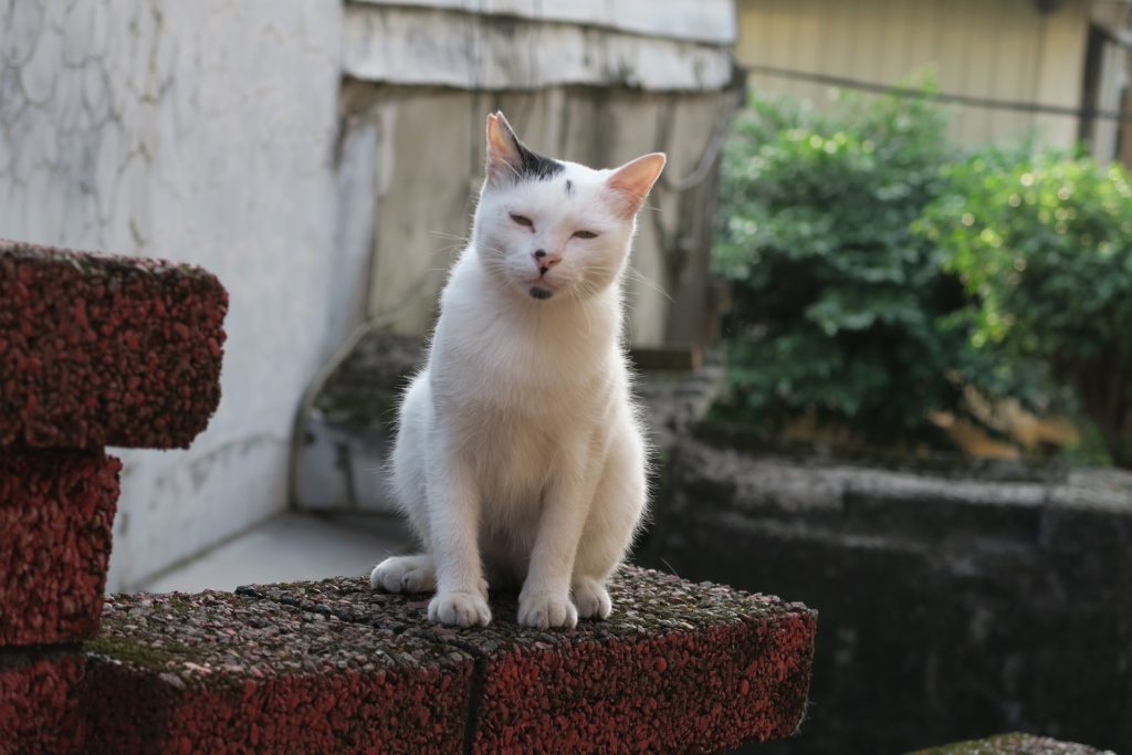 不眠症　猫